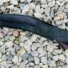 16-Inch-Black-Hunter-Sirupate-Khukri-Most-genuine-and-popular-khukuri-villegers-particular-knife-Leaf-Siru-Sword-Best-Hunting-Kukri